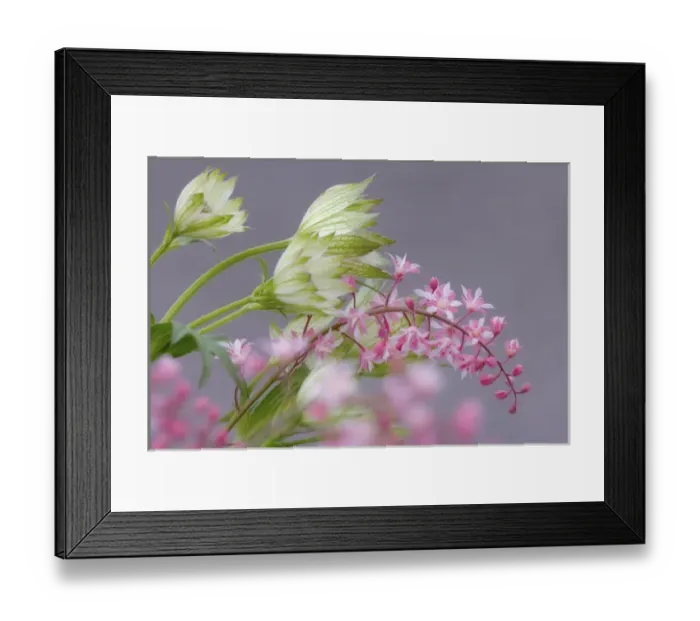 Framed Print : Close-up of pink heucherella and green astrantia flowers. Credit as: Don Paulson