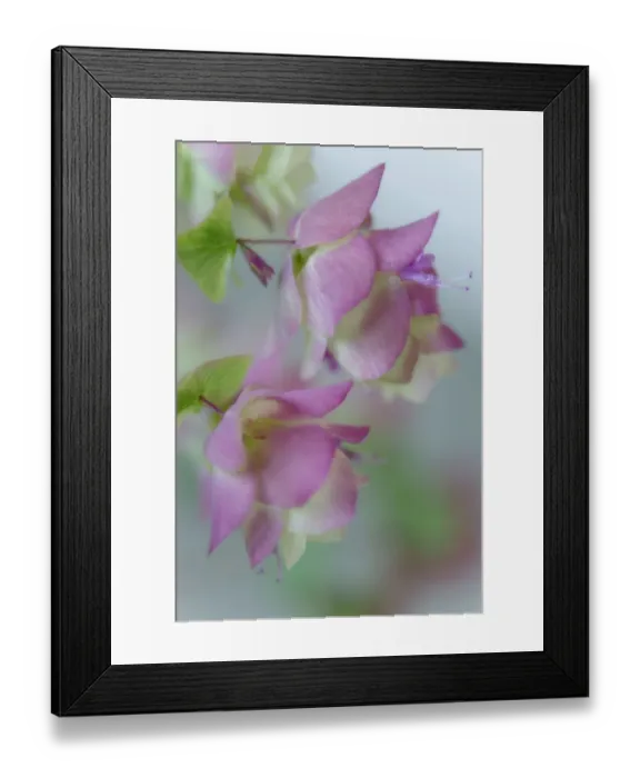 Framed Print : Close-up of ornamental oregano flowers. Credit as: Don Paulson / Jaynes Gallery / DanitaDelimont Framed Print : Close-up of ornamental oregano flowers. Credit as: Don Paulson / Jaynes Gallery / DanitaDelimont