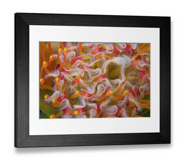 Framed Print : Close-up of protea flower. Credit as: Don Paulson / Jaynes Gallery / DanitaDelimont Framed Print : Close-up of protea flower. Credit as: Don Paulson / Jaynes Gallery / DanitaDelimont