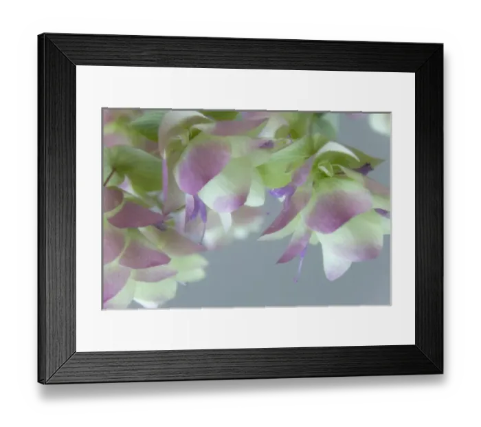 Framed Print : Close-up of ornamental oregano flowers. Credit as: Don Paulson / Jaynes Gallery / DanitaDelimont Framed Print : Close-up of ornamental oregano flowers. Credit as: Don Paulson / Jaynes Gallery / DanitaDelimont
