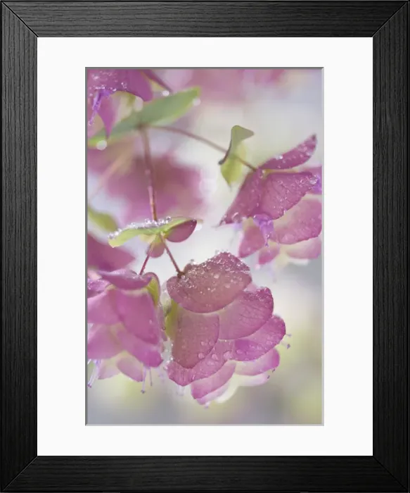 Framed Print : Close-up of ornamental oregano plant with dewdrops. Credit as: Don Paulson / Jaynes Framed Print : Close-up of ornamental oregano plant with dewdrops. Credit as: Don Paulson / Jaynes
