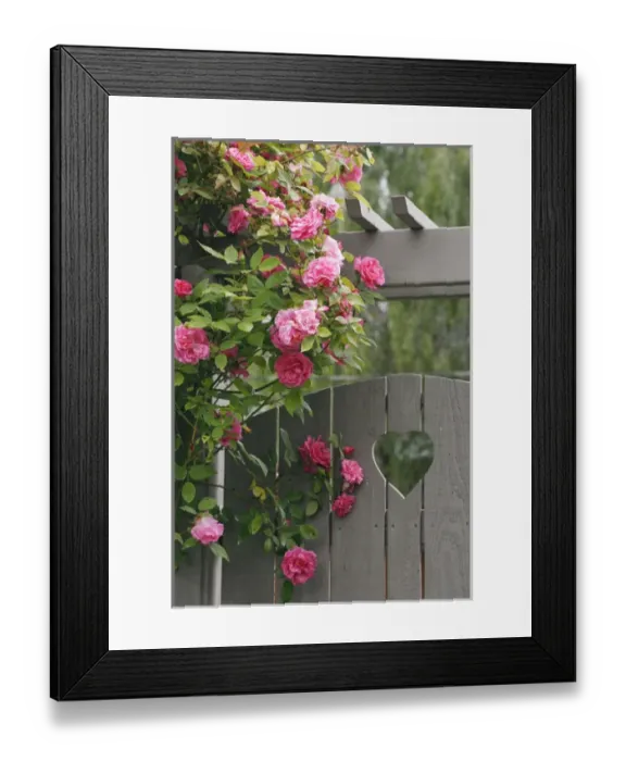 Framed Print : Garden gate with roses growing over it. Credit as: Don Paulson / Jaynes Gallery / DanitaDelimont Framed Print : Garden gate with roses growing over it. Credit as: Don Paulson / Jaynes Gallery / DanitaDelimont