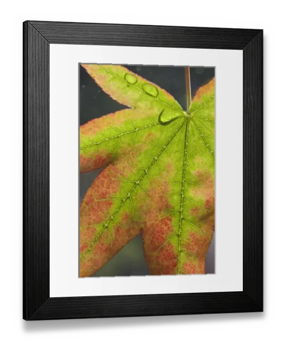 Framed Print : Maple leaf with dew on it. Credit as: Don Paulson  /  Jaynes Gallery  /  DanitaDelimont