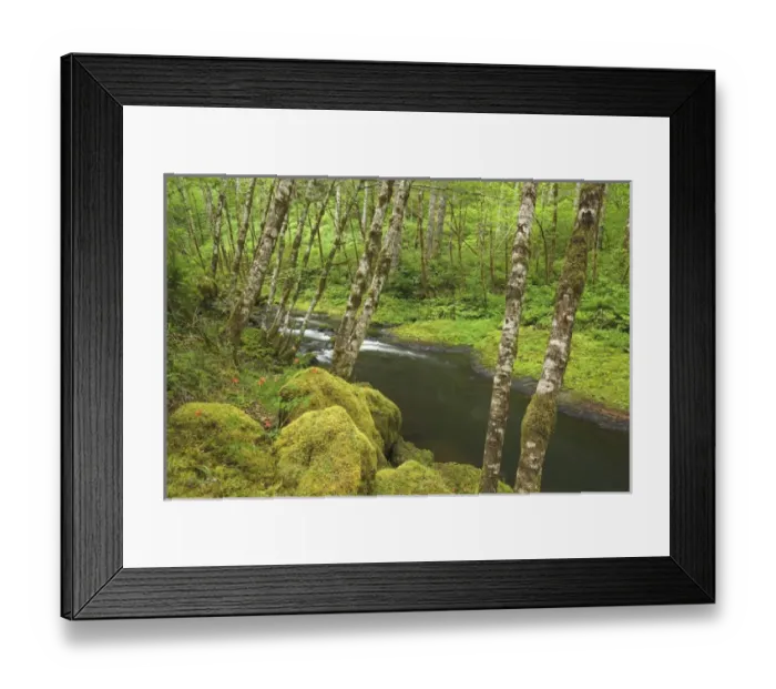 Framed Print : USA, Oregon, Nestucca River. Lush growth beside flowing stream. Credit as: Don Paulson Framed Print : USA, Oregon, Nestucca River. Lush growth beside flowing stream. Credit as: Don Paulson