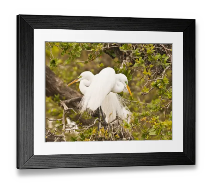 Framed Print : 05. Great Egret, nesting. Credit as: Nancy Rotenberg / Jaynes Gallery / DanitaDelimont Framed Print : 05. Great Egret, nesting. Credit as: Nancy Rotenberg / Jaynes Gallery / DanitaDelimont