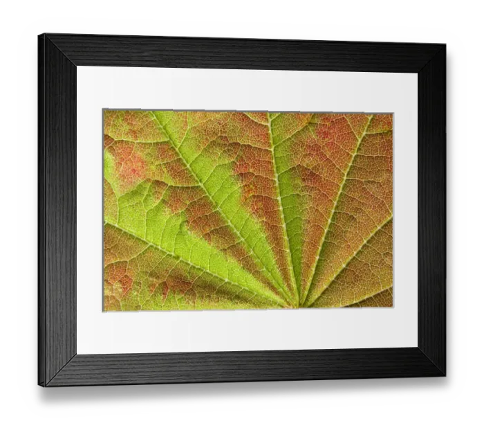 Framed Print : Close-up of vein pattern on maple leaf. Credit as: Don Paulson / Jaynes Gallery / DanitaDelimont Framed Print : Close-up of vein pattern on maple leaf. Credit as: Don Paulson / Jaynes Gallery / DanitaDelimont