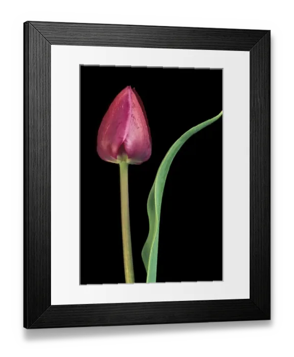 Framed Print : Michigan, Rochester. Single tulip stem, Maplethorpe style