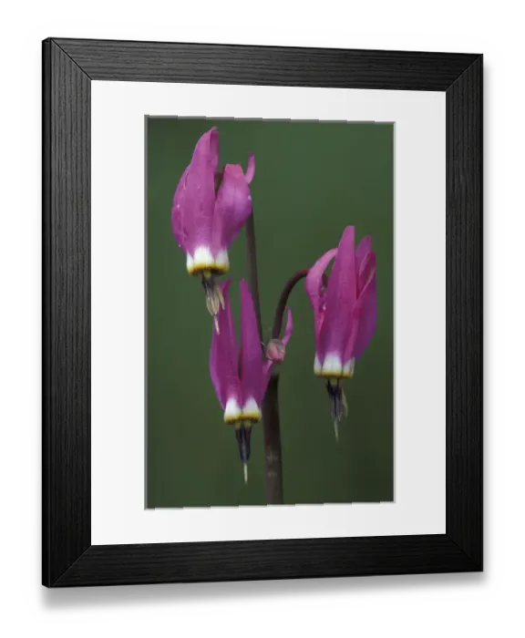 Framed Print : Wyoming, Yellowstone National Park. Shooting Star Portrait (Dodecatheon meadia) Framed Print : Wyoming, Yellowstone National Park. Shooting Star Portrait (Dodecatheon meadia)