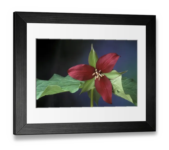 Framed Print : Michigan, Port Huron, State Property. Scarlet Trillium Framed Print : Michigan, Port Huron, State Property. Scarlet Trillium