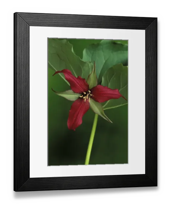 Framed Print : Michigan, St. Clair County Wildlife Preserve. Single Red Trillium (Trillium erectum) Framed Print : Michigan, St. Clair County Wildlife Preserve. Single Red Trillium (Trillium erectum)