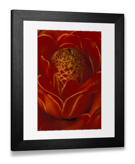 Framed Print : Hawaii, Kauai Fancy Ginger close up Framed Print : Hawaii, Kauai Fancy Ginger close up