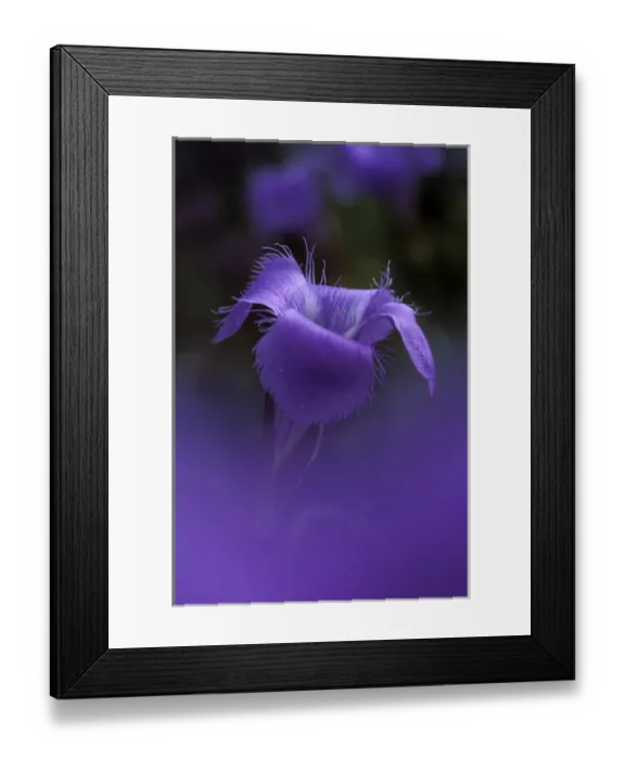 Framed Print : Michigan, Holly. Fringed Gentian portrait (Gentiana procera) Framed Print : Michigan, Holly. Fringed Gentian portrait (Gentiana procera)