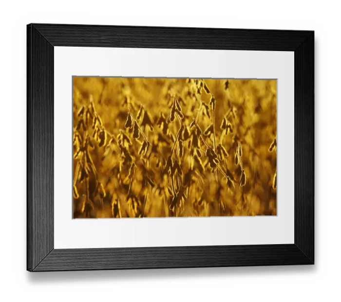 Framed Print : Mature Soybean Field Backlit Framed Print : Mature Soybean Field Backlit