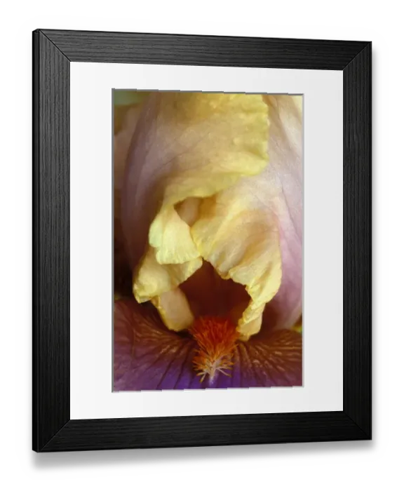 Framed Print : Michigan, Rochester Bearded Iris, domestic Framed Print : Michigan, Rochester Bearded Iris, domestic