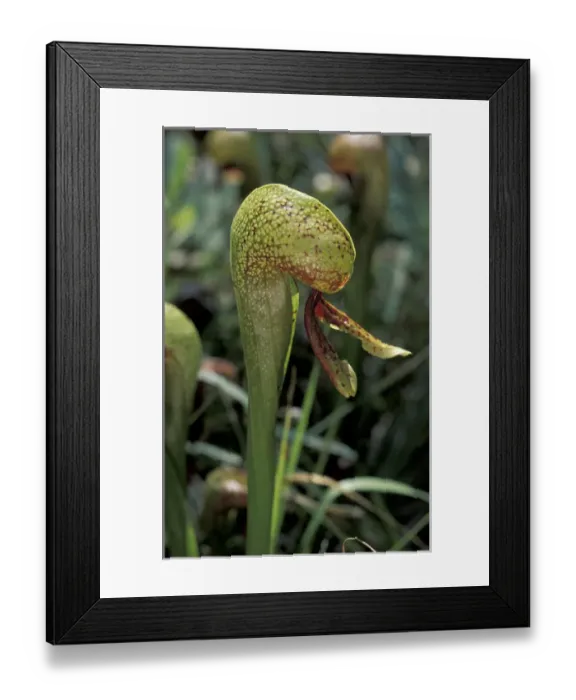 Framed Print : California pitcher plant (Darlingtonia californica)