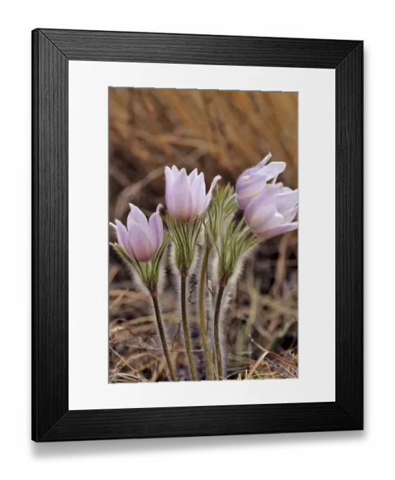 Framed Print : Pasque Flowers