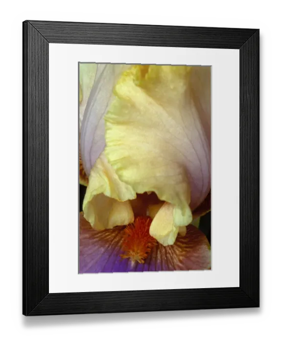 Framed Print : Michigan, Rochester Bearded Iris, domestic Framed Print : Michigan, Rochester Bearded Iris, domestic