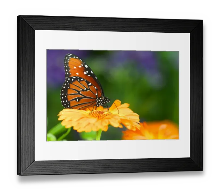 Framed Print : Queen Butterfly on marigold, Sammamish Washington