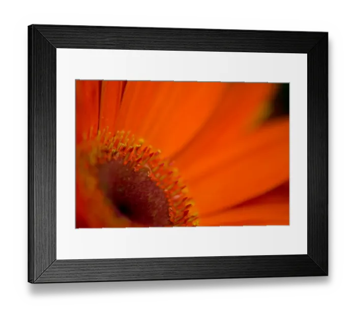 Framed Print : Close-up view of a Gerber Daisy, Sammamish Washington Framed Print : Close-up view of a Gerber Daisy, Sammamish Washington