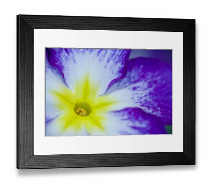 Framed Print : Close-up of Primrose in yellows, whites and blue, Sammamish Washington Framed Print : Close-up of Primrose in yellows, whites and blue, Sammamish Washington
