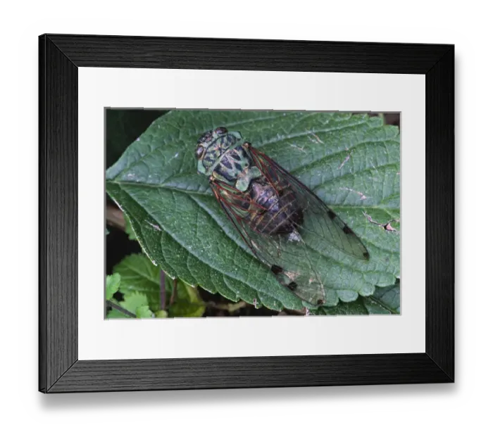 Framed Print : North America, USA. A Cicada, a true bug and a member of the family cicadidae. Species