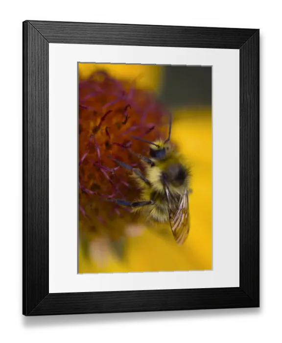 Framed Print : Blanketflower, Gaillardia Aristata, Asteraceae, Sunflower. A bumblebee collects nectar
