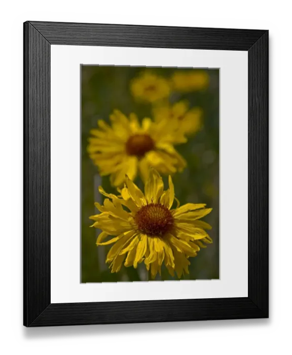 Framed Print : Blanketflower, Gaillardia Aristata, Asteraceae, Sunflower. Receding row of blanketflowers Framed Print : Blanketflower, Gaillardia Aristata, Asteraceae, Sunflower. Receding row of blanketflowers