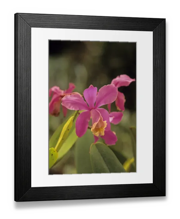 Framed Print : 05. Central America, Costa Rica, Orchid