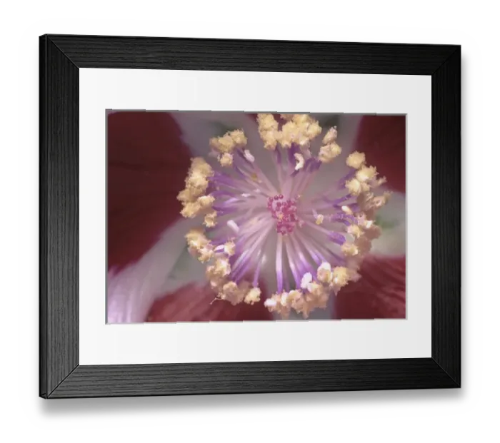 Framed Print : 05. USA, CA, Death Valley. Reproductive Organs of Pink Flower