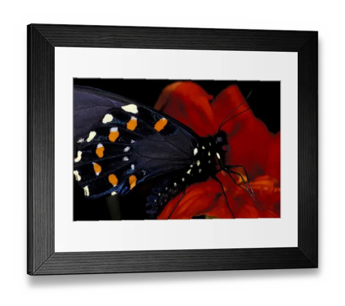Framed Print : Butterfly on flower