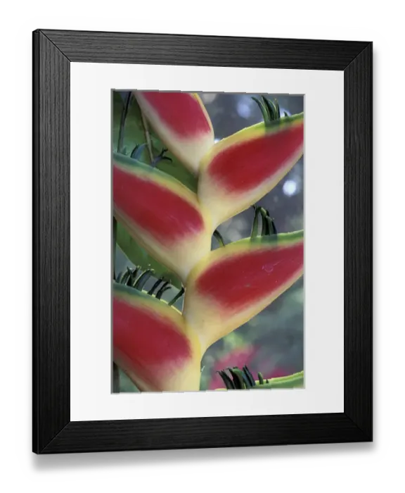 Framed Print : South America, Heliconia (Heliconia Stricta) Framed Print : South America, Heliconia (Heliconia Stricta)