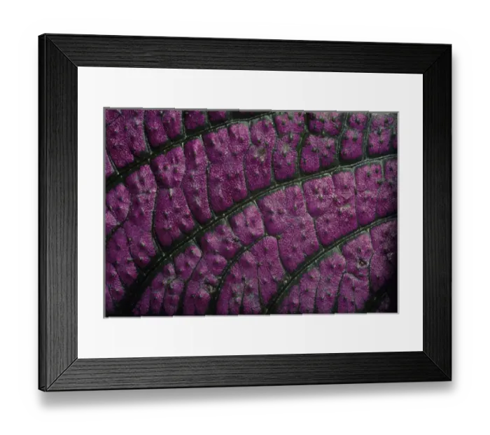 Framed Print : 05. CA, Costa Rica, Closeup of Leaf Veins Framed Print : 05. CA, Costa Rica, Closeup of Leaf Veins