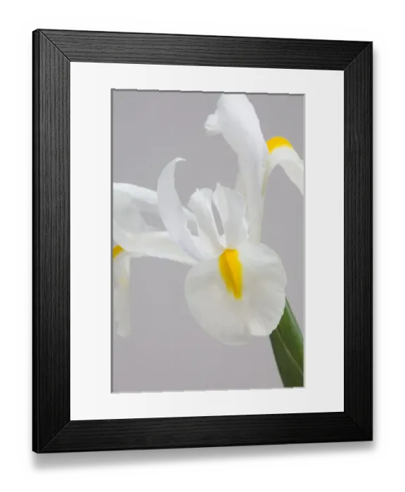 Framed Print : White iris