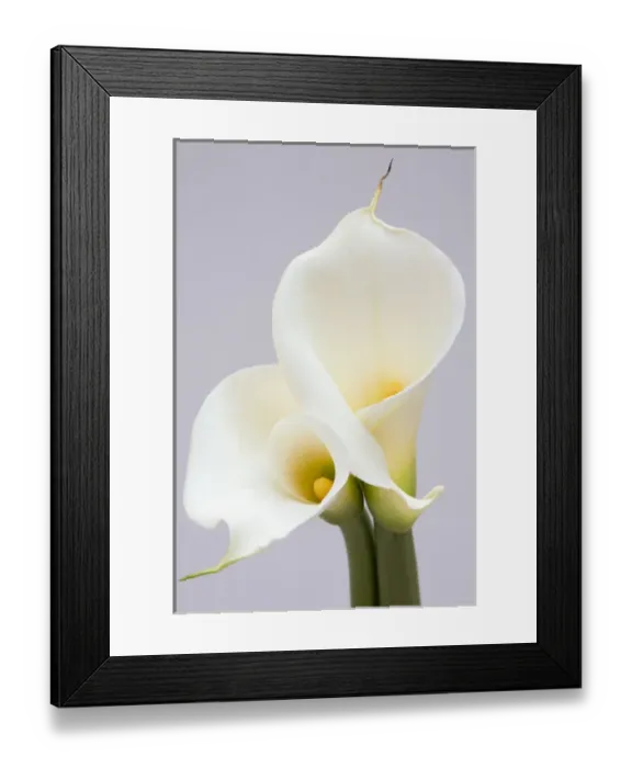 Framed Print : White Calla Lilies Framed Print : White Calla Lilies