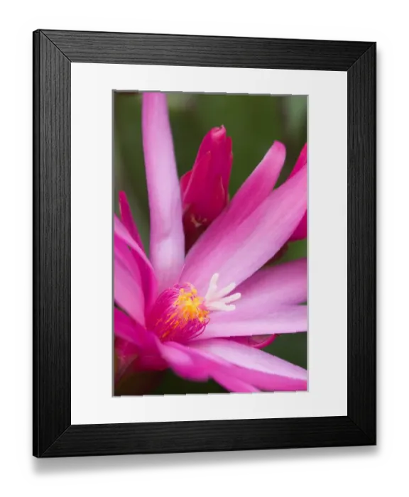 Framed Print : Sunrise cactus flower, (Rhipsalidopsis gaertneri) Framed Print : Sunrise cactus flower, (Rhipsalidopsis gaertneri)