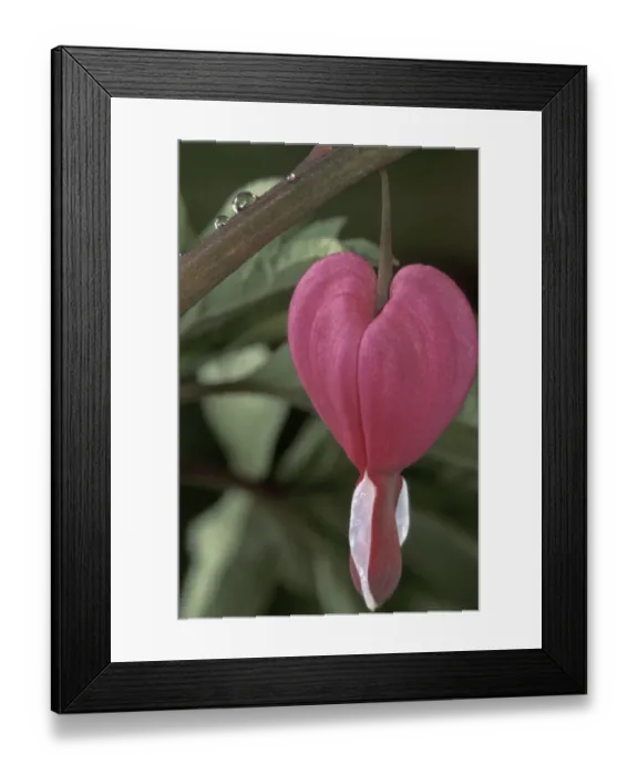 Framed Print : USA, Iowa. Common bleeding heart flower (Dicentra spectabilis)