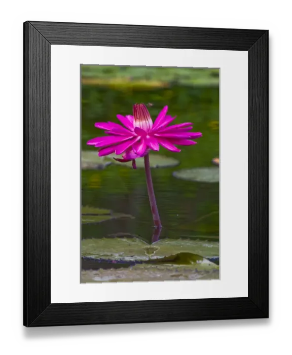 Framed Print : Water lilies, of the genus Nymphaea, are aquatic plants found world-wide; often planted Framed Print : Water lilies, of the genus Nymphaea, are aquatic plants found world-wide; often planted