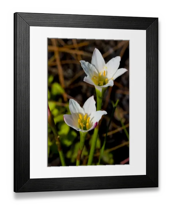 Framed Print : Simpsons Zephyrlily, Zephyranthes simpsonii, of the Amaryllis family, is unique Framed Print : Simpsons Zephyrlily, Zephyranthes simpsonii, of the Amaryllis family, is unique