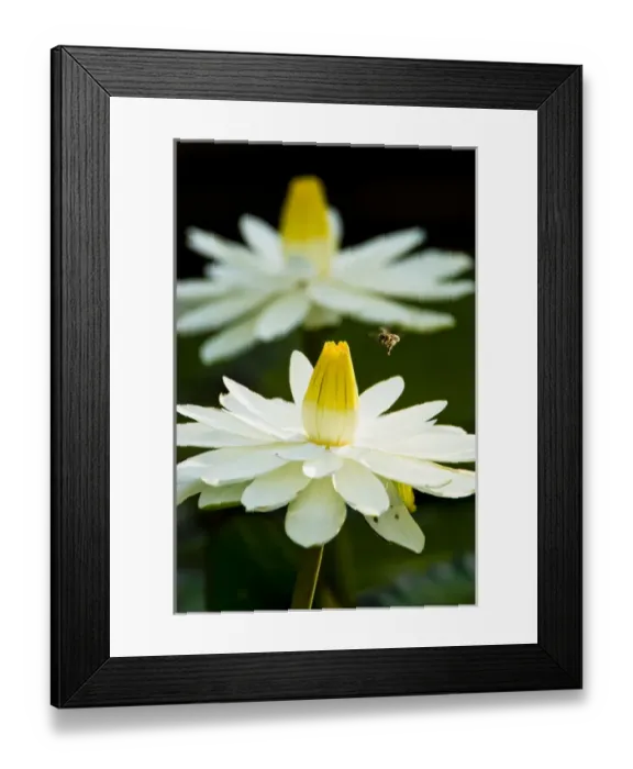 Framed Print : Water lilies, of the genus Nymphaea, are aquatic plants found world-wide; often planted Framed Print : Water lilies, of the genus Nymphaea, are aquatic plants found world-wide; often planted