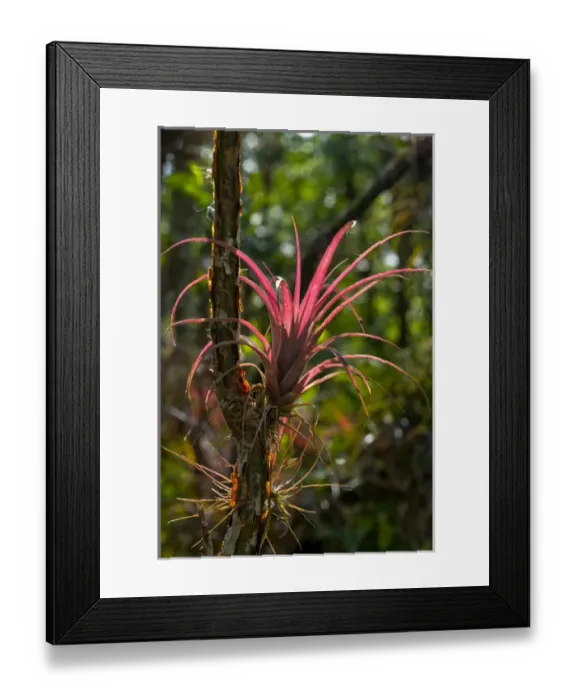 Framed Print : A bromeliad airplant, of the genus Tillandsia, has pineapple-like leaves that seasonally show red