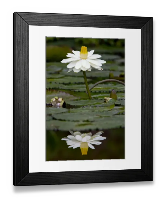 Framed Print : Water lilies, of the genus Nymphaea, are aquatic plants found world-wide; often planted Framed Print : Water lilies, of the genus Nymphaea, are aquatic plants found world-wide; often planted