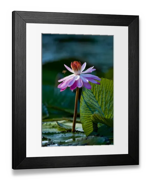 Framed Print : Water lilies, of the genus Nymphaea, are aquatic plants found world-wide; often planted Framed Print : Water lilies, of the genus Nymphaea, are aquatic plants found world-wide; often planted