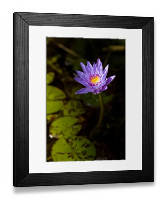 Framed Print : Water lilies, of the genus Nymphaea, are aquatic plants found world-wide; often planted