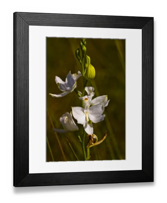 Framed Print : A very rare white form of the Common Grass-Pink, Calogpogon tuberosus albiflorus Framed Print : A very rare white form of the Common Grass-Pink, Calogpogon tuberosus albiflorus