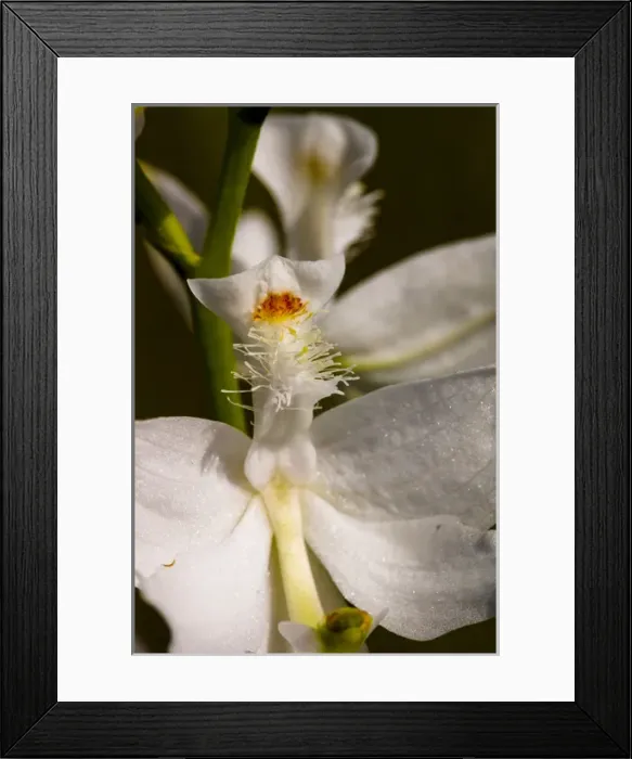 Framed Print : A very rare white form of the Common Grass-Pink, Calogpogon tuberosus albiflorus