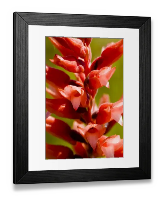 Framed Print : Leafless beaked orchid, Sacoila lanceolata, a leafless ladies tresses found in Florida Framed Print : Leafless beaked orchid, Sacoila lanceolata, a leafless ladies tresses found in Florida