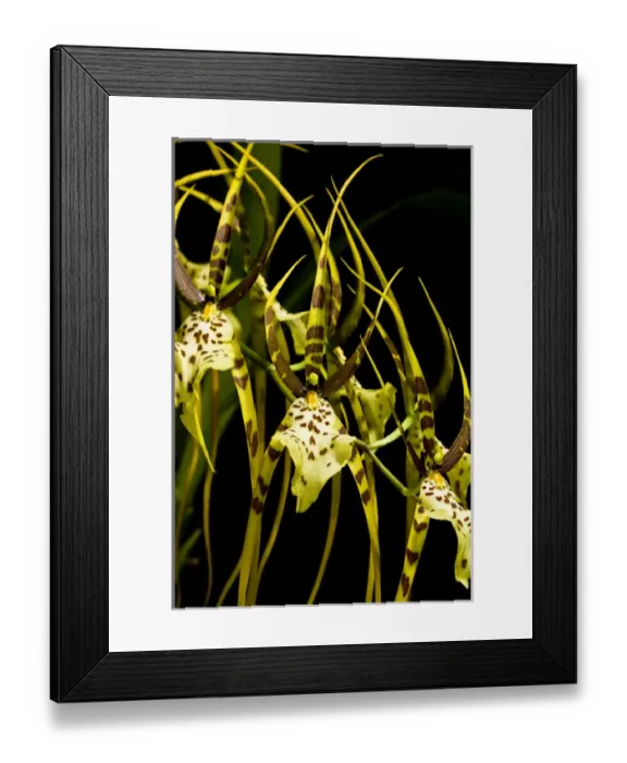 Framed Print : An Orchid, of the genus Bulbophyllum, is a unique hybrid now cultivated and sold
