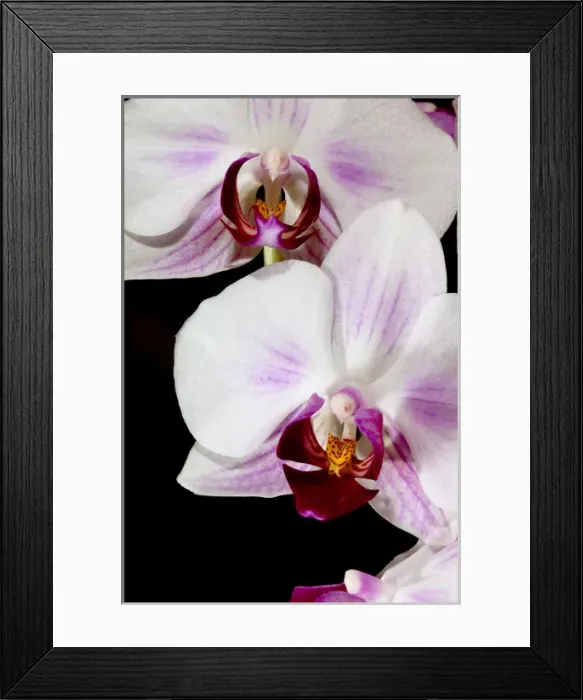 Framed Print : Phalaenopsis hybrid orchids are one of the most popular cultivated orchid found in Framed Print : Phalaenopsis hybrid orchids are one of the most popular cultivated orchid found in