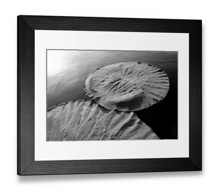 Framed Print : Floating Lotus leaf and water drops (Nelumbio speciosum)