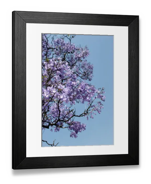 Framed Print : Argentina, Buenos Aires: Jacaranda trees bloom in the city park Framed Print : Argentina, Buenos Aires: Jacaranda trees bloom in the city park